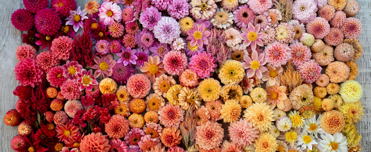 An overheard of a rainbow of Floret Original flower heads