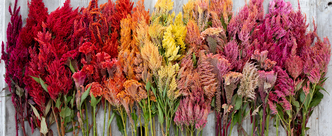 An overhead of a rainbow of Floret Originals celosia