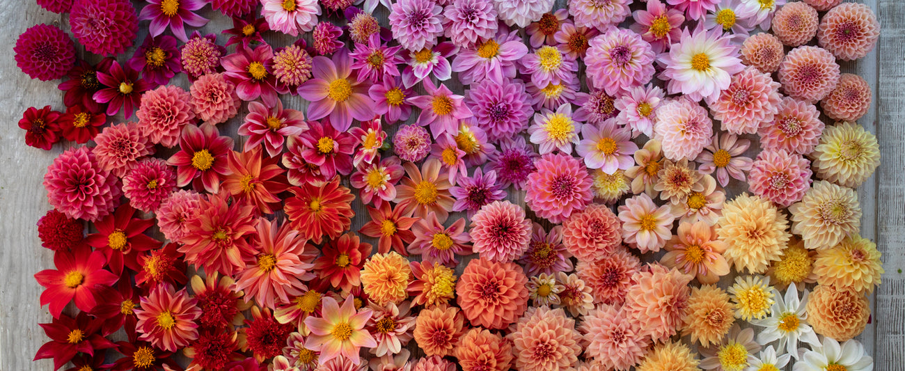 An overhead of a rainbow of Floret Originals dahlias