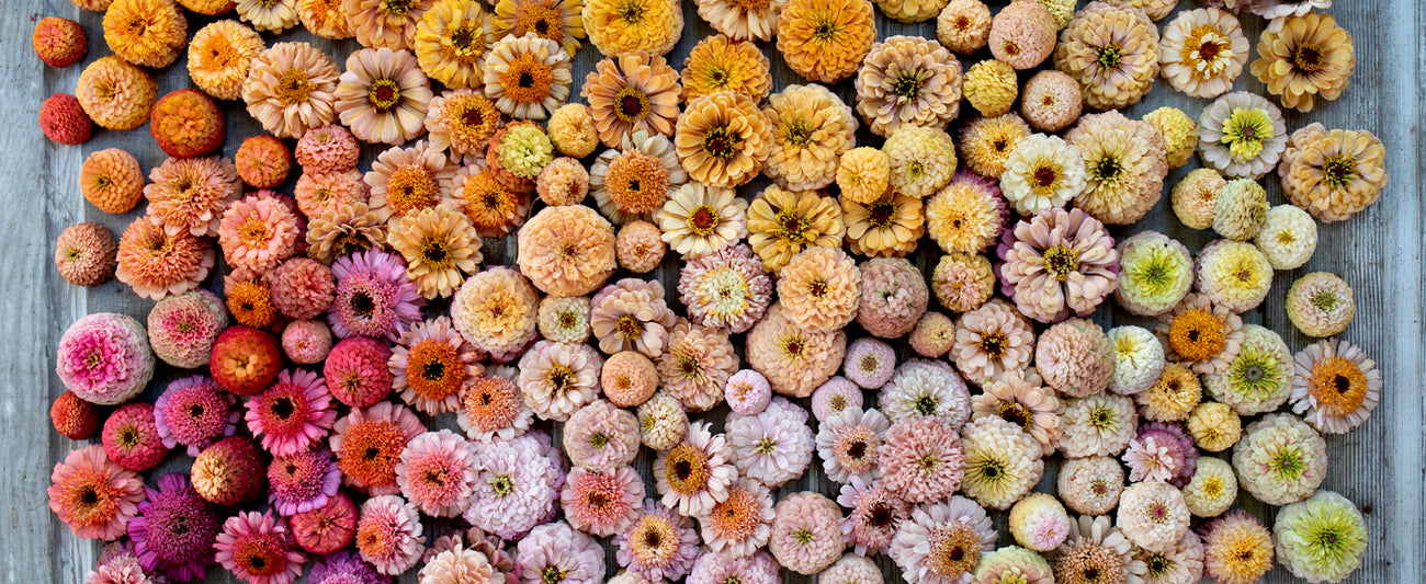 An overhead of a rainbow of Floret Originals zinnias