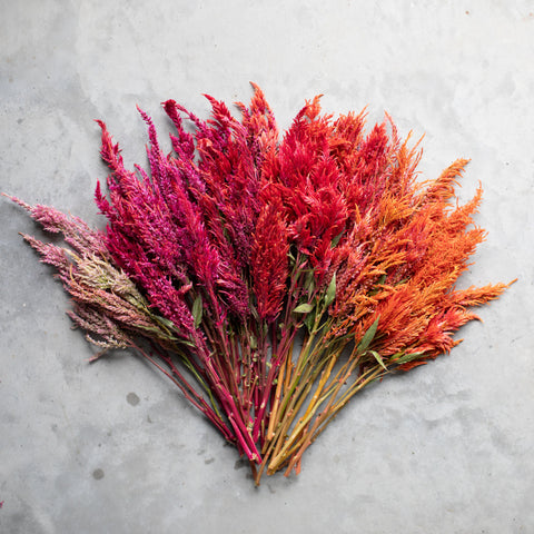 An overhead of Celosia Autumn Blaze