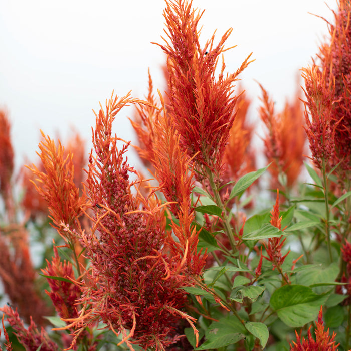 Celosia Autumn Blaze growing in the field