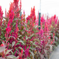 Celosia Autumn Blaze growing in the field