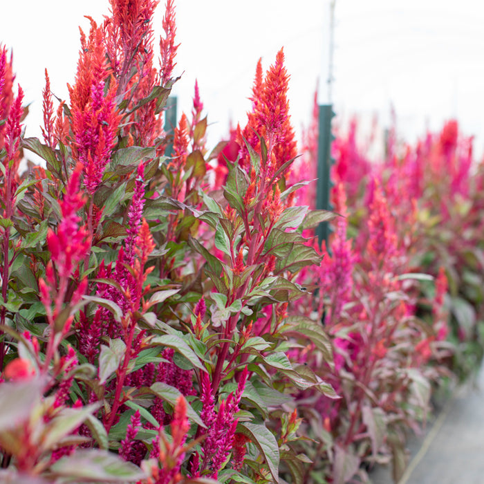 Celosia Autumn Blaze growing in the field