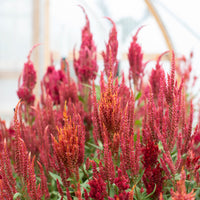 Celosia Autumn Blaze growing in the field
