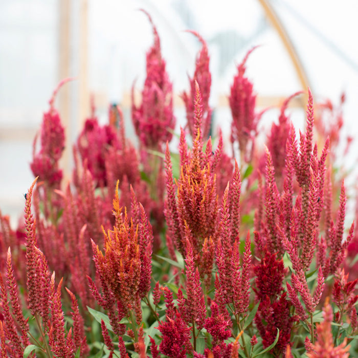 Celosia Autumn Blaze growing in the field