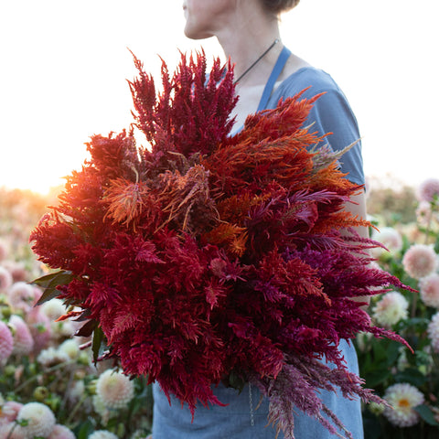 An armload of Celosia Autumn Blaze