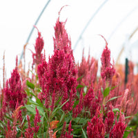 Celosia Autumn Blaze growing in the field