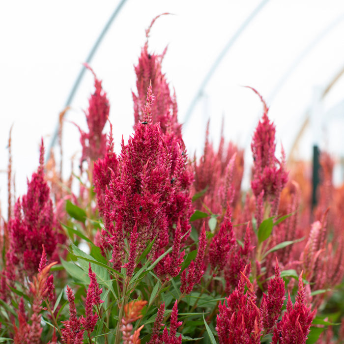 Celosia Autumn Blaze growing in the field