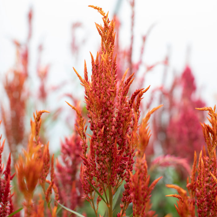 Celosia Autumn Blaze growing in the field