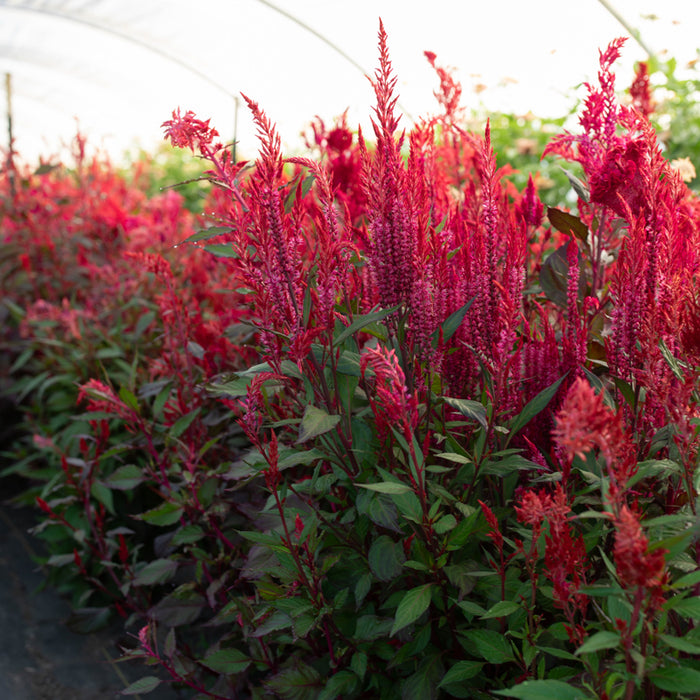 Celosia Autumn Blaze growing in the field