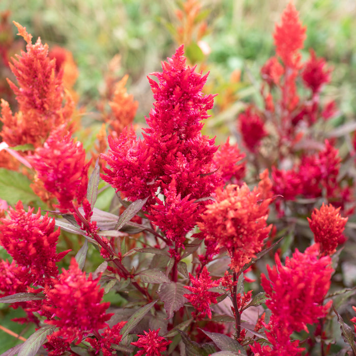 Celosia Autumn Blaze growing in the field
