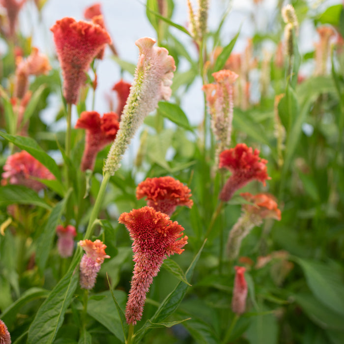 Celosia Coral Reef growing in the field