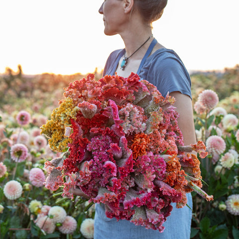 An armload of Celosia Coral Reef