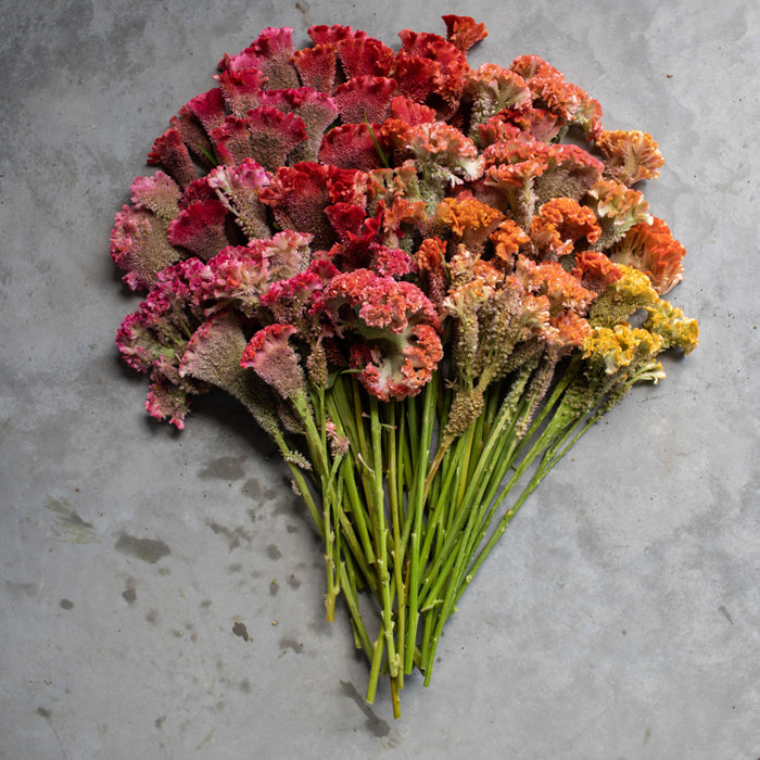 An overhead of Celosia Coral Reef