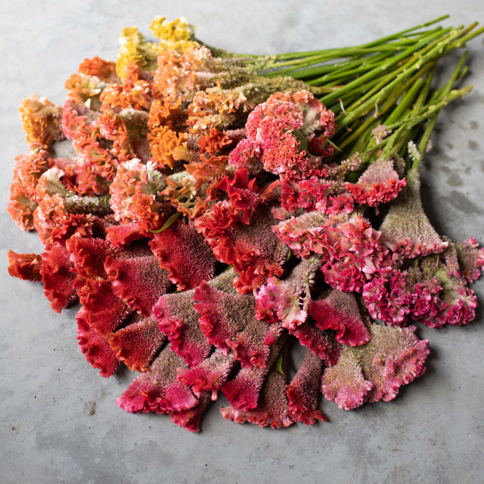 A close up of Celosia Coral Reef