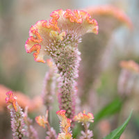 A close up of Celosia Dusty Rose