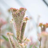 A close up of Celosia Dusty Rose