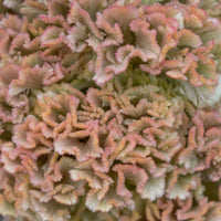 A close up Celosia Dusty Rose