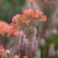 A close up of Celosia Dusty Rose