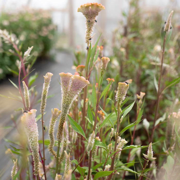 Celosia Dusty Rose growing in the field