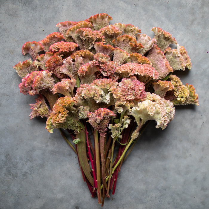 An overhead of Celosia Dusty Rose