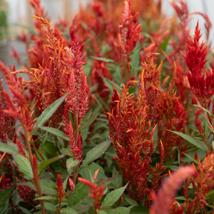Celosia Glowing Embers growing in the field