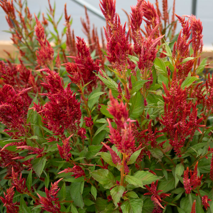 Celosia Glowing Embers growing in the field