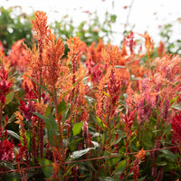 Celosia Glowing Embers growing in the field