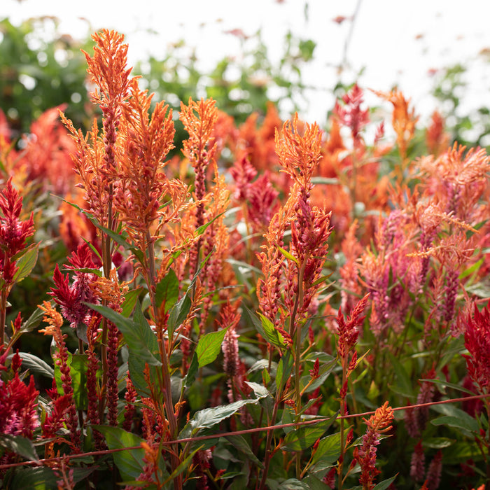 Celosia Glowing Embers growing in the field