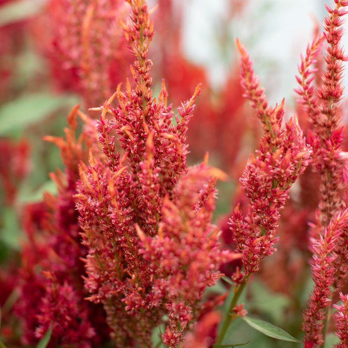 Celosia Glowing Embers growing in the field