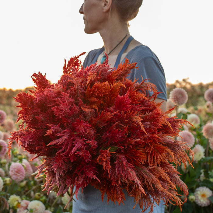 An armload of Celosia Glowing Embers
