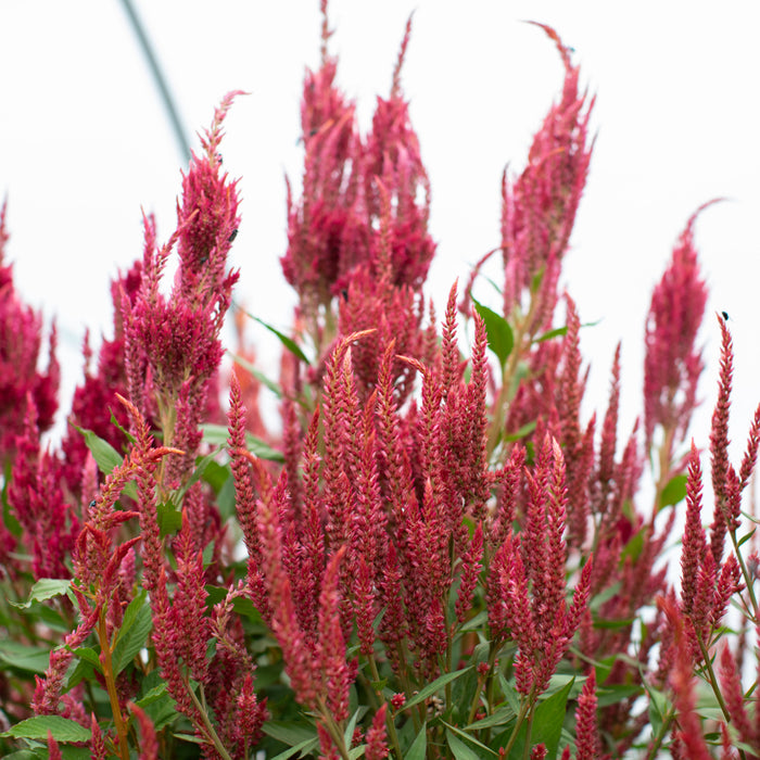 Celosia Glowing Embers growing in the field