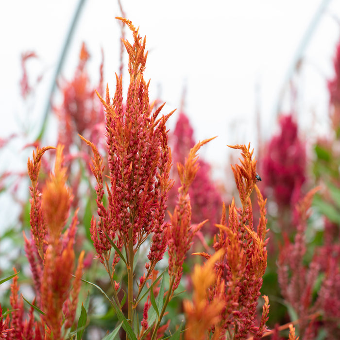 Celosia Glowing Embers growing in the field
