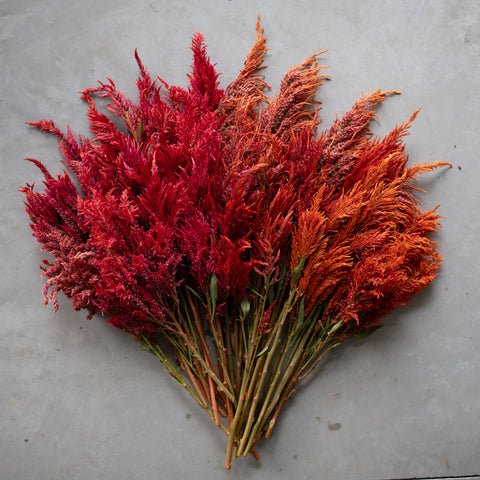 An overhead of Celosia Glowing Embers