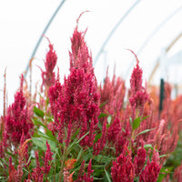 Celosia Glowing Embers growing in the field
