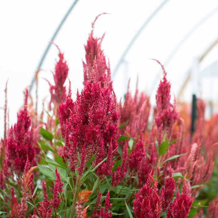 Celosia Glowing Embers growing in the field