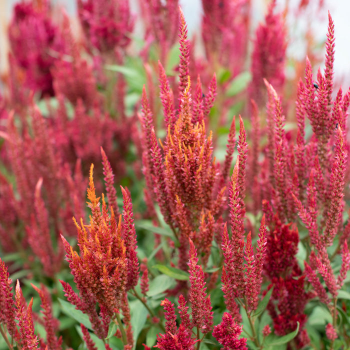 Celosia Glowing Embers growing in the field