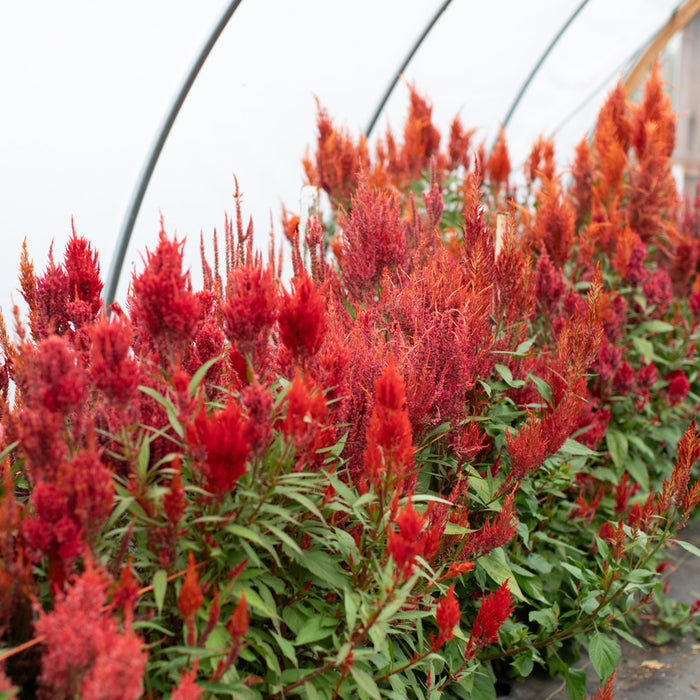 Celosia Glowing Embers growing in the field