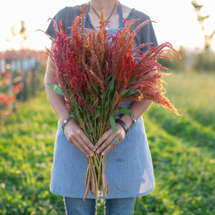A handful of Celosia Glowing Embers
