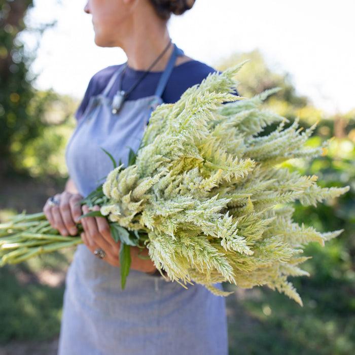 An armload of Celosia Limonata