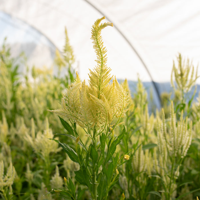 Celosia Limonata growing in the field