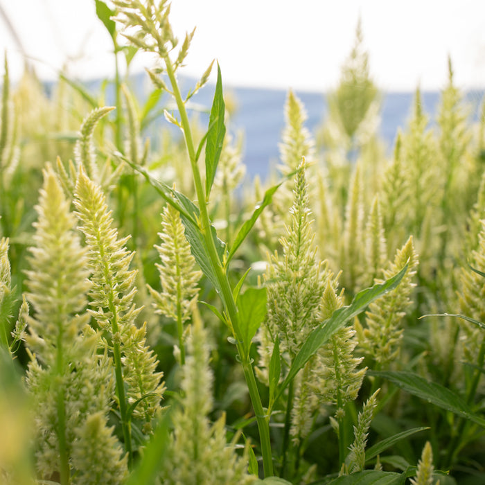 Celosia Limonata growing in the field