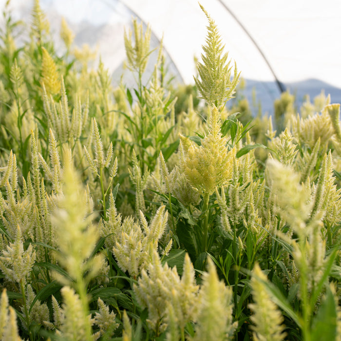 Celosia Limonata growing in the field