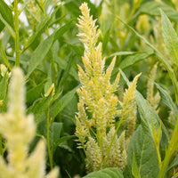 A close up of Celosia Limonata