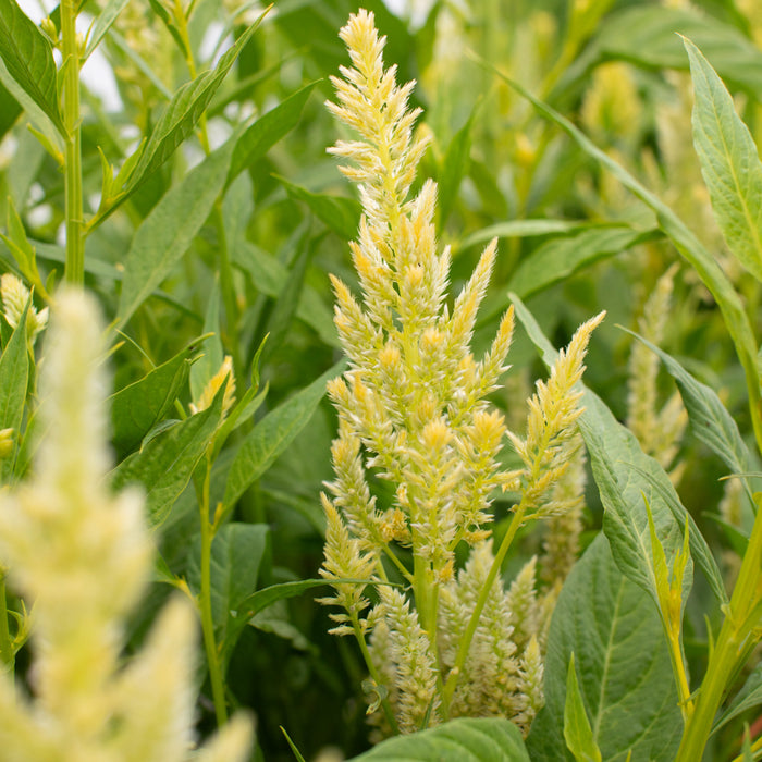 A close up of Celosia Limonata