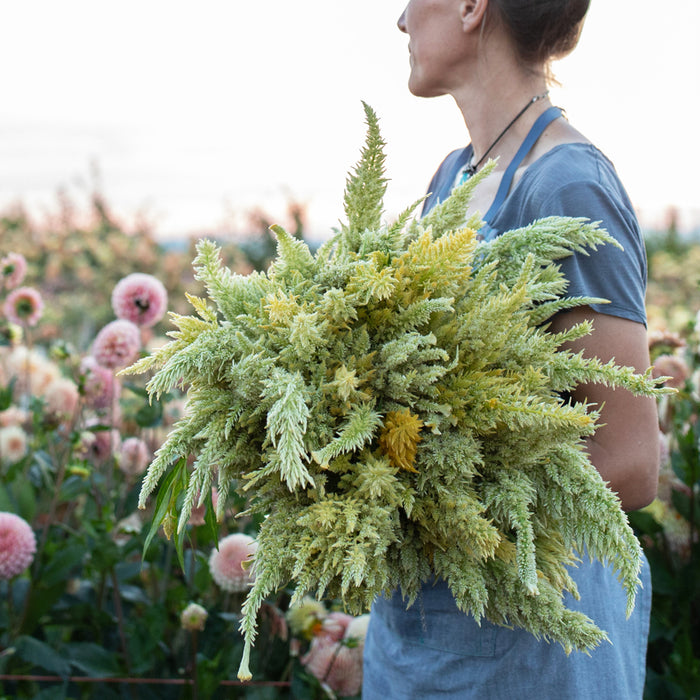 An armload of Celosia Limonata