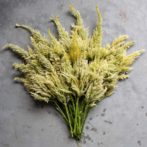 An overhead of Celosia Limonata