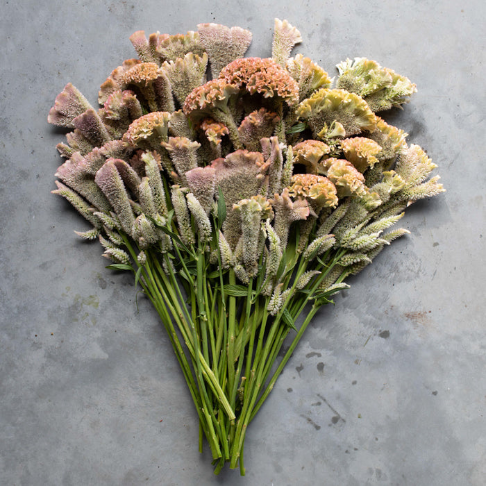 An overhead of Celosia Pink Chenille