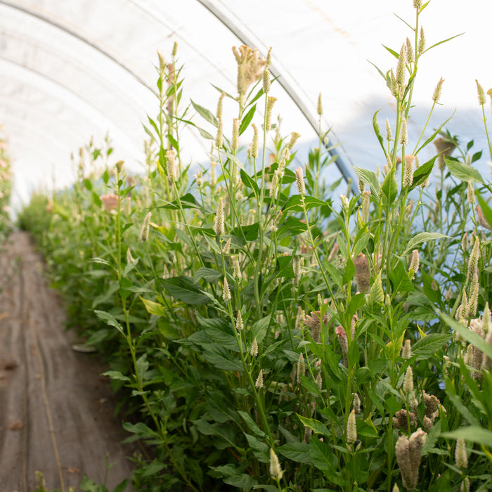 Celosia Pink Chenille growing in the field